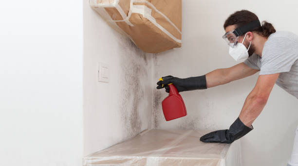 Professional Black Mold Removal technician working in Westville, NJ
