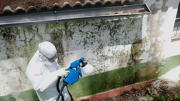 Trusted Black Mold Removal service in Westville, NJ - Cheap Mold Removal